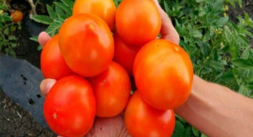 Popis odrůdy rajčat opravdoví přátelé, recenze a výnos